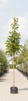 Zuil esdoorn Acer platanoides Columnare h 250 cm st. omtrek 8 cm - Warentuin Natuurlijk