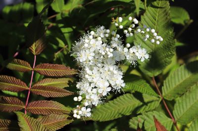 Lijsterbesspirea