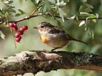 Roodborst bes 70x50cm Tuinschilderij - Customize it