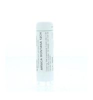 Arnica montana 12CH