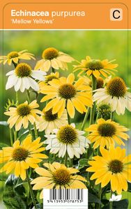 Vips Echinacea purpurea Mellow Yellows - Zonnehoed