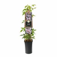 Roze bosrank (Clematis montana "Rubens") klimplant 70 cm