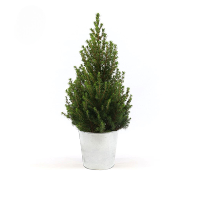 Picea Gl. 'December' + Pot Zinc - Ø21cm - ↕70cm
