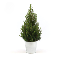 Picea Gl. 'December' + Pot Zinc - Ø21cm - ↕70cm