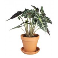 Alocasia polly M kamerplant in terracotta bloempot - thumbnail