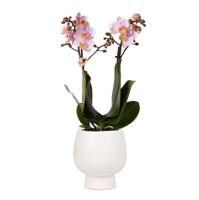 Kolibri Orchids | Roze Phalaenopsis orchidee - Andorra + Scandic sierpot wit - potmaat Ø9cm - 40cm hoog | bloeiende kamerplant in bloempot - vers van de kweker