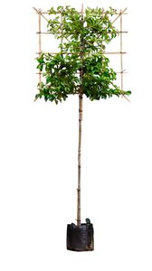 Portugese laurier Tico als leiboom Prunus lus. Tico h 300 cm st. omtrek 6 cm st. h 180 cm - Warentuin Natuurlijk