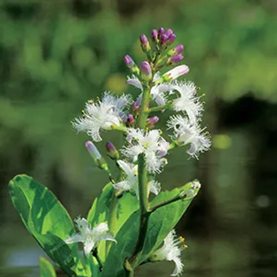 Waterdrieblad klaar in vijvermand / Menyanthes trifoliata