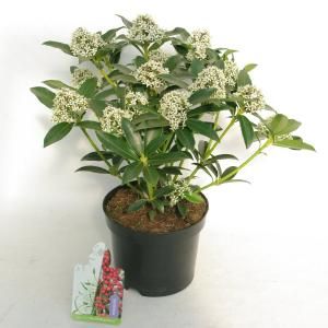 Skimmia (Skimmia Japonica “Red Riding Hood”) heester - 20-25 cm (C2) - 6 stuks