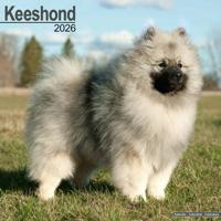 Keeshond Kalender 2026