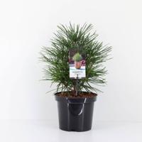 Sciadopitys verticillata 25-30 cm - Warentuin natuurlijk