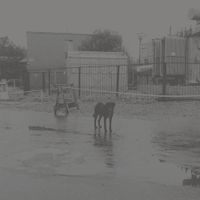 After Its Own Death - CD (0857661008230) - thumbnail