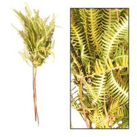 Droogbloemen Fern Barranco - bruin - 60 cm - Leen Bakker - thumbnail