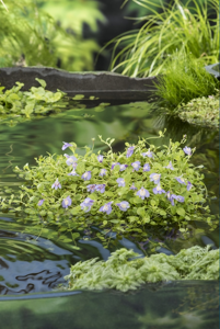 Mazus klaar in vijvermand / Mazus reptans Blauw