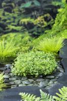 Water klavertje vier / Marsilea quadrifolia