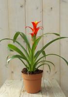 Bromelia rood/geel 30 cm - Warentuin natuurlijk