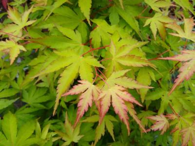 Japanse esdoorn