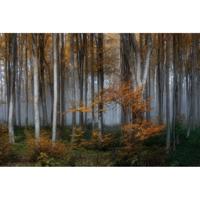 Schilderij Glas Berkenbos