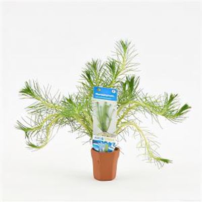 Myriophyllum propinquum - 10 stuks - aquarium plant