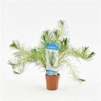 Myriophyllum propinquum - 10 stuks - aquarium plant - thumbnail