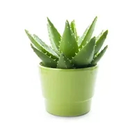 Pot 30cm groen test