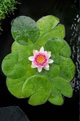 Rode waterlelie / Nymphaea Attraction (per 6 stuks)