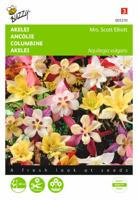 Zaden Aquilegia Akelei Mrs. Scott Elliott Buzzy - Buzzy