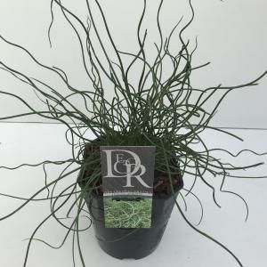 Krulpitrus (Juncus effusus "Spiralis") siergras - In 5 liter pot - 1 stuks