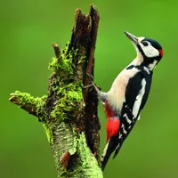 Alexsar Art Tuinschilderij woodpecker 50x50cm