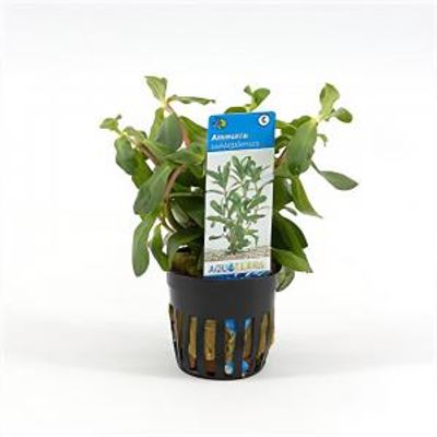 Ammania senegalensis - 6 stuks - aquarium plant