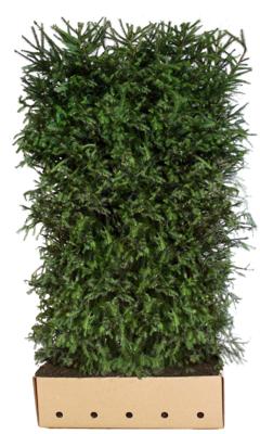 Picea Abies 200 cm - Quickhedge