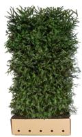 Picea Abies 200 cm - Quickhedge