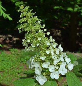 Eikenbladhortensia