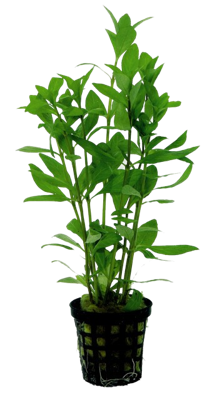 AquaVitaal Hygrophila Polysperma