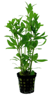 AquaVitaal Hygrophila Polysperma