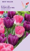 Tulp Innuendo & Negrita mix 10 bollen Tulp Innuendo & Negrita mix 10 bollen