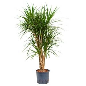 Dracaena marginata XL hydrocultuur plant