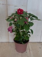 3 stuks! Vlijtig liesje dubbelbloemig Impatiens rood zomerbloeier Walleriana Impatiens Warentuin Natuurlijk - Warentuin natuurlijk