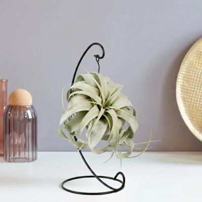 Tillandsia Xerographica - inclusief standaard - Luchtplant Tillandsia Xerographica - inclusief standaard - Luchtplant