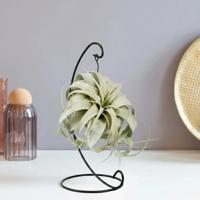 Tillandsia Xerographica - inclusief standaard - Luchtplant