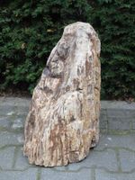 Versteend hout MA-37, 48 cm