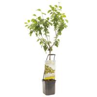 Pruim Reine Claude d'Oullins Wonder Tree