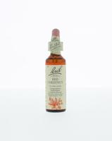 Bach Red chestnut/rode kastanje