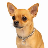 Nobleza Honden slipketting - Maat XS - 35 cm Nobleza Honden slipketting - Maat XS - 35 cm