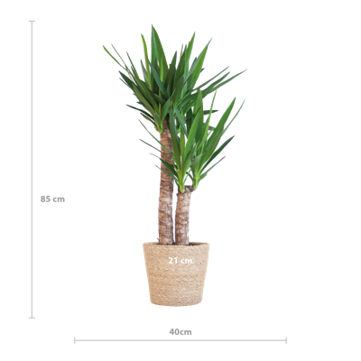 Yucca Elephantipes met Sofia mand naturel - 90cm - Ø21
