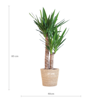 Yucca Elephantipes met Sofia mand naturel - 90cm - Ø21 Yucca Elephantipes met Sofia mand naturel - 90cm - Ø21
