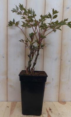 Boompioen wit Paeonia Warentuin Natuurlijk - Warentuin natuurlijk