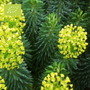 Bio Wolfsmelk | Euphorbia Characias Wulfenii