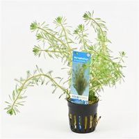 Myriophyllum brasiliensis
 - 6 stuks - aquarium plant - thumbnail