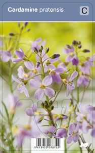 Vips Cardamine pratensis - Pinksterbloem